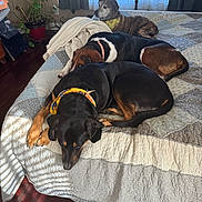 Jessparkercharlie is registered to the contest to win money with this photo: bed, blanket, brown_floor, collar, cozy, curtains, dog, domestic, furniture, home, indoor, plant, potted_plant, quilt, relaxing, resting, sleeping, sunlight, window, yellow_bandana