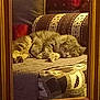 Touffy participe au concours pour gagner de l'argent avec cette photo : cat, sleeping, couch, cushion, patterned_fabric, mirror, golden_frame, indoor, cozy, furniture, pet, resting, fur, home, relaxation, animal, comfort, living_room, soft_lighting, quiet