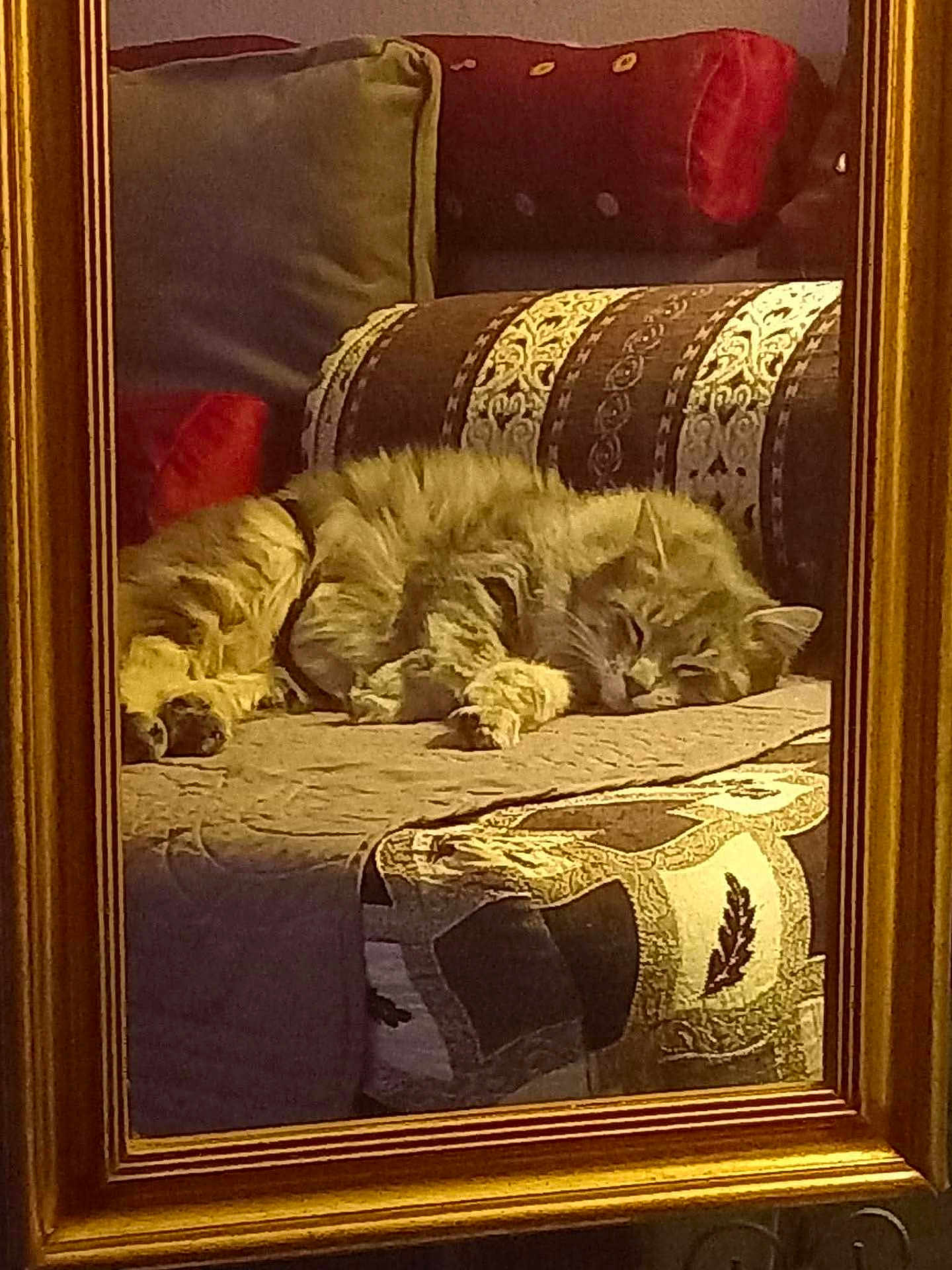 Touffy participe au concours pour gagner de l'argent avec cette photo : cat, sleeping, couch, cushion, patterned_fabric, mirror, golden_frame, indoor, cozy, furniture, pet, resting, fur, home, relaxation, animal, comfort, living_room, soft_lighting, quiet