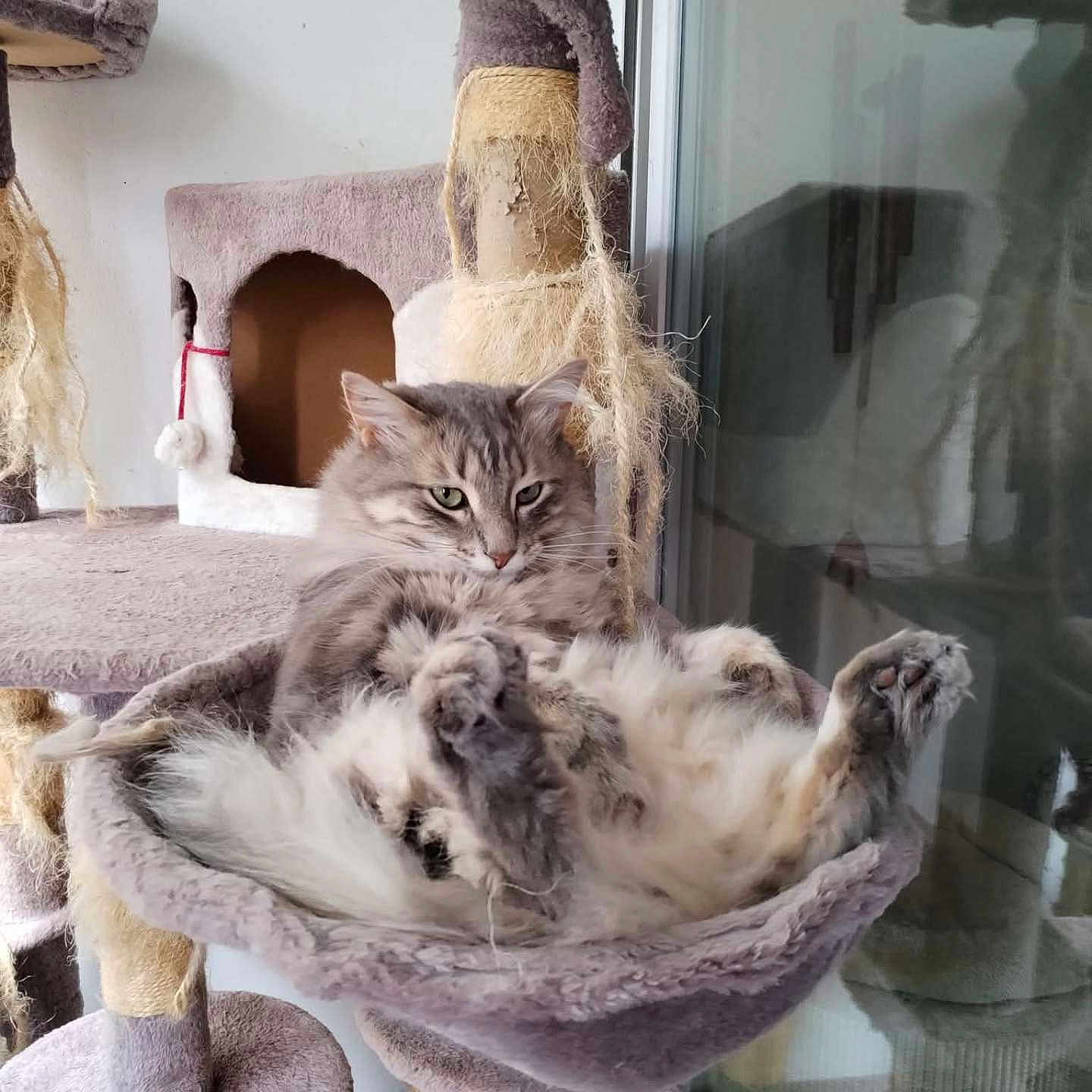 Touffy participe au concours pour gagner de l'argent avec cette photo : animal, cat, cat_tree, cozy, cute, fluffy, fur, furniture, grey, hammock, home, indoor, lazy, paws, pet, reflection, relaxed, resting, scratching_post, window