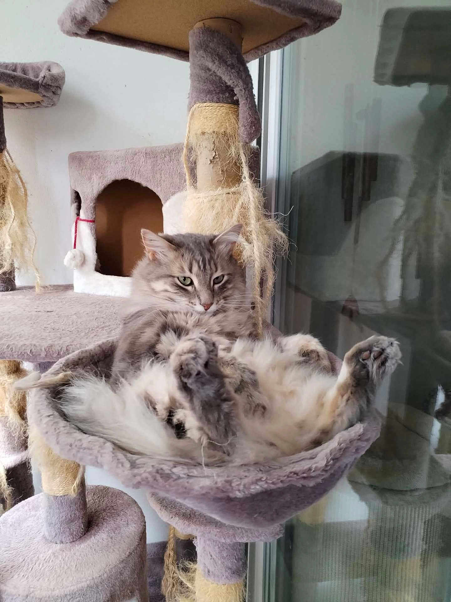 Touffy participe au concours pour gagner de l'argent avec cette photo : animal, cat, cat_tree, cozy, cute, fluffy, fur, furniture, grey, hammock, home, indoor, lazy, paws, pet, reflection, relaxed, resting, scratching_post, window
