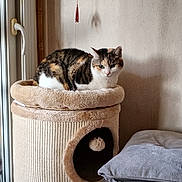 Touffy a rejoint le concours — aidez-le/la à gagner de superbes lots ! animal, calico_cat, calm, cat, cat_tower, cozy, curious, cushion, domestic_cat, furniture, home, indoor, light, pet, quiet, relaxed, resting, shadow, soft_texture, window