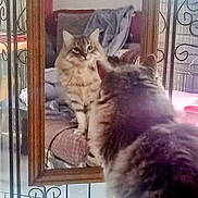 Touffy participe au concours pour gagner de l'argent avec cette photo : cat, mirror, reflection, fluffy, indoor, furniture, wooden_frame, balcony, railing, curious, pet, animal, soft_light, cozy, household, looking, feline, tabby, domestic_cat, window