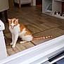 cat, cat_accessory, curious, door_threshold, doormat, doorway, food_bowls, furniture, hardwood_floor, home_interior, indoor, kitten, orange_white_cat, paws, pet, shelving_unit, sitting, smartphone_screenshot, status_bar, tail