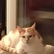 Zaza a rejoint le concours — aidez-le/la à gagner de superbes lots ! cat, coffee_table, cozy, cushion, decorative_bowl, evening, feline, furniture, home, indoor, living_room, lounging, paw, pet, pillow, portrait, tabby, table, white_and_orange_cat, window