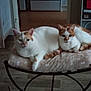 cat, cozy, cushion, doorway, feline, floor, furniture, home_interior, indoor, orange_tabby, pair, pet, pet_bed, relaxed, resting, shelf, stool, two_cats, whiskers, white_cat