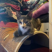 Bug joined the competition — help win amazing prizes! casual, cat, colorful, cozy, feline, floor, folded_clothes, furniture, gaming_controller, home, indoor, pet, plush_toy, relaxed, resting, scratching_pad, sitting, stuffed_animal, toy, wooden_floor