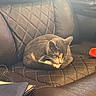 Bug joined the competition — help win amazing prizes! animal, brown, cat, cozy, fdic, feline, fur, home, indoor, leather_chair, paw, pet, pouch, quilted, red, relaxation, resting, sleeping, toy, whiskers