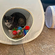 Bug joined the competition — help win amazing prizes! cat, tent, toy, food_bowl, indoor, floor, curious, pet, feline, playful, cozy, white, colorful, animal, resting, kitten, domestic, cute, fabric, home