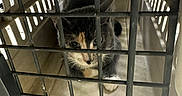 Bug is registered to the contest to win money with this photo: animal, animal_cage, cage, cat, close_up, confined, curious, domestic_animal, ears, feline, floor, fur, indoor, light, looking, metal_grid, pet_carrier, shadow, trapped, whiskers