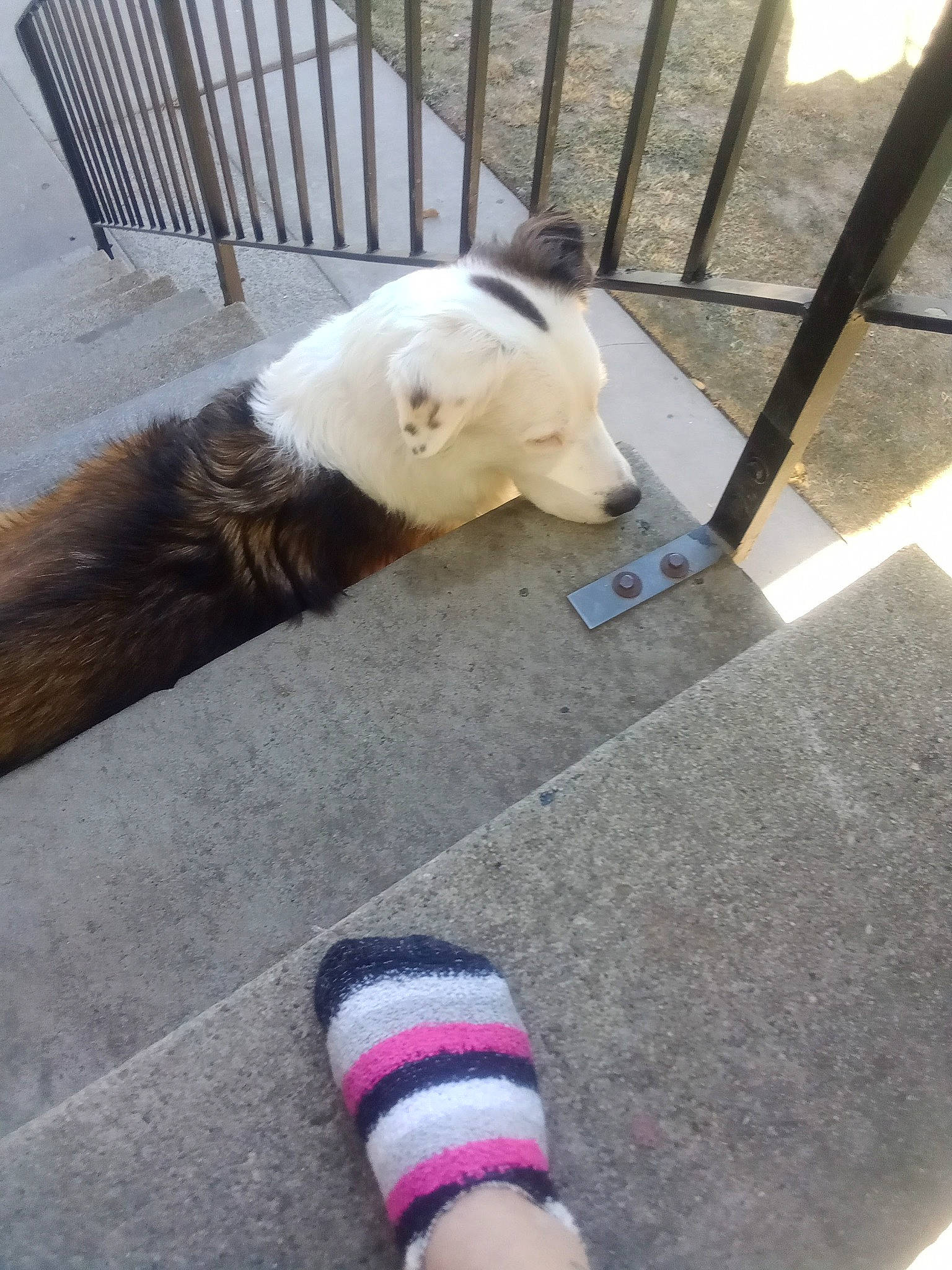 Sophia joined the competition — help win amazing prizes! carnivore, cat, comfort, companion_dog, dog_breed, fawn, felidae, flooring, foot, human_leg, line, small_to_medium_sized_cats, snout, sporting_group, tail, toy, whiskers, white, wood, wrist