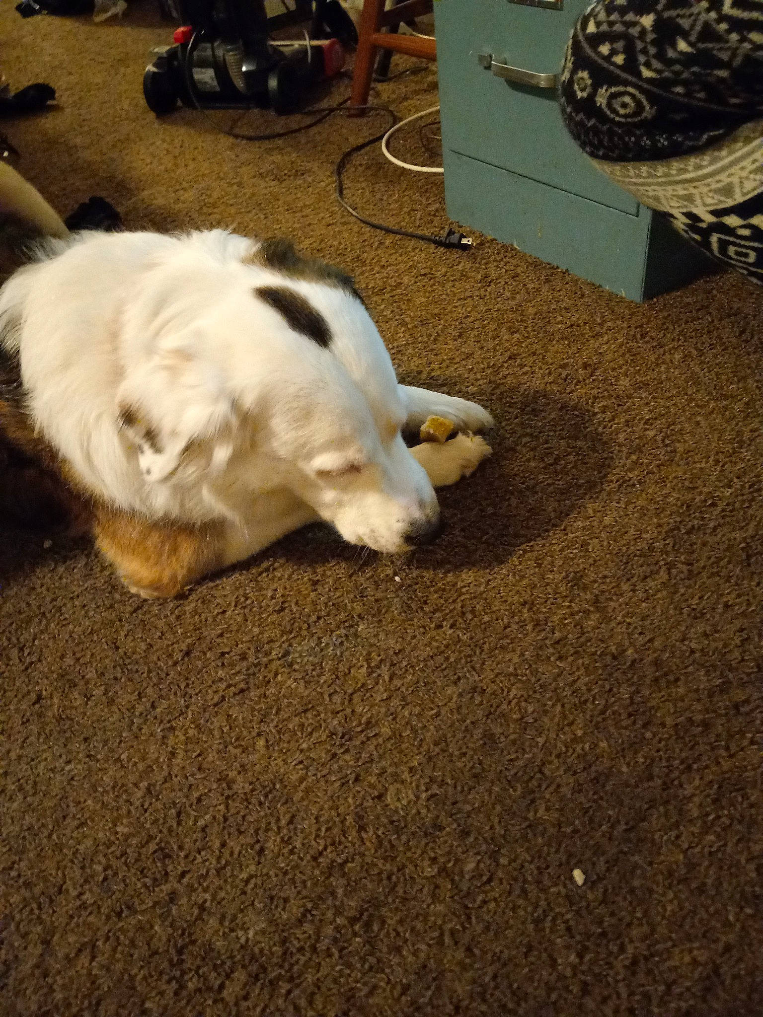 Sophia is registered to the contest to win money with this photo: asphalt, automotive_tire, carnivore, cat, comfort, companion_dog, dog_breed, fawn, felidae, flooring, hardwood, mammal, paw, road_surface, small_to_medium_sized_cats, snout, tail, vertebrate, whiskers, wood