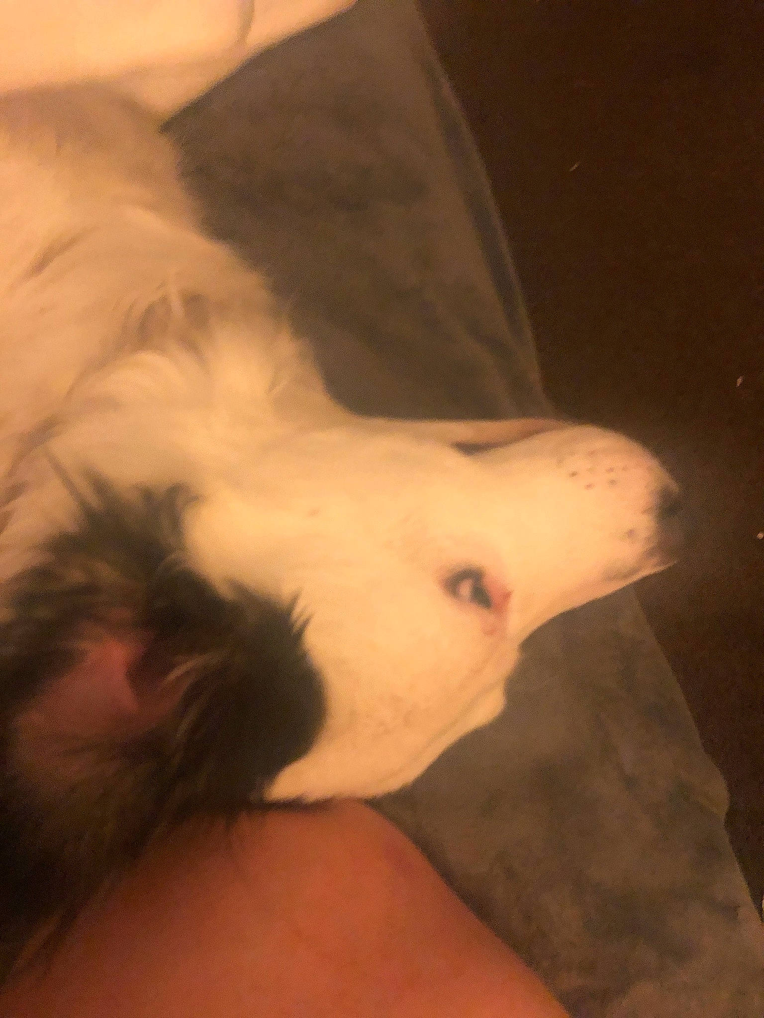 Sophia is registered to the contest to win money with this photo: abdomen, carnivore, chest, companion_dog, dog, dog_breed, ear, eye, fawn, felidae, head, human_body, jaw, paw, small_to_medium_sized_cats, snout, sporting_group, tail, trunk, whiskers