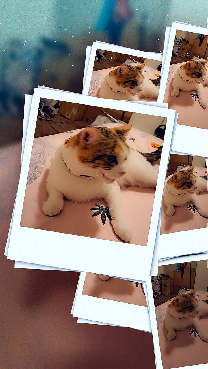 Random is registered to the contest to win money with this photo: abdomen, art, canidae, carnivore, collage, companion_dog, fawn, felidae, fur, mammal, pattern, paw, photo_caption, photograph, room, small_to_medium_sized_cats, terrestrial_animal, vertebrate, whiskers, wildlife