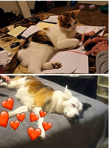 Random joined the competition — help win amazing prizes! carnivore, cat, collage, comfort, companion_dog, dog, dog_breed, felidae, fur, linens, mammal, paw, photo_caption, recipe, small_to_medium_sized_cats, snapshot, tail, toy_dog, vertebrate, whiskers