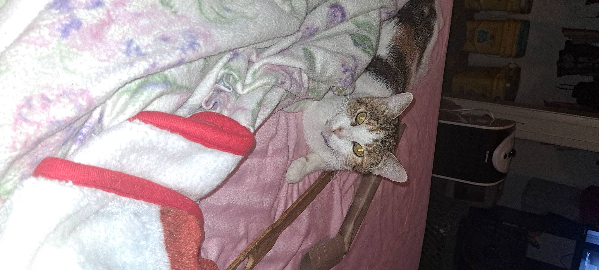 Random is registered to the contest to win money with this photo: bed, bed_sheet, bedding, carmine, carnivore, cat, comfort, domestic_short_haired_cat, felidae, fur, linens, pattern, plant, room, sleeve, small_to_medium_sized_cats, tail, textile, whiskers, wood
