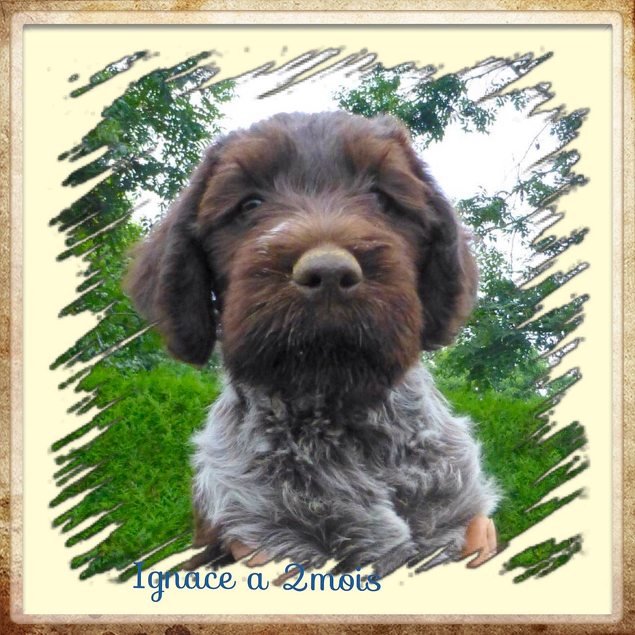 Ignace participe au concours pour gagner de l'argent avec cette photo : canidae, carnivore, companion_dog, dog, dog_breed, grass, liver, picture_frame, plant, pointing_breed, rectangle, snout, sporting_group, stichelhaar, terrestrial_plant, tree, trunk, water_dog, wood, working_animal