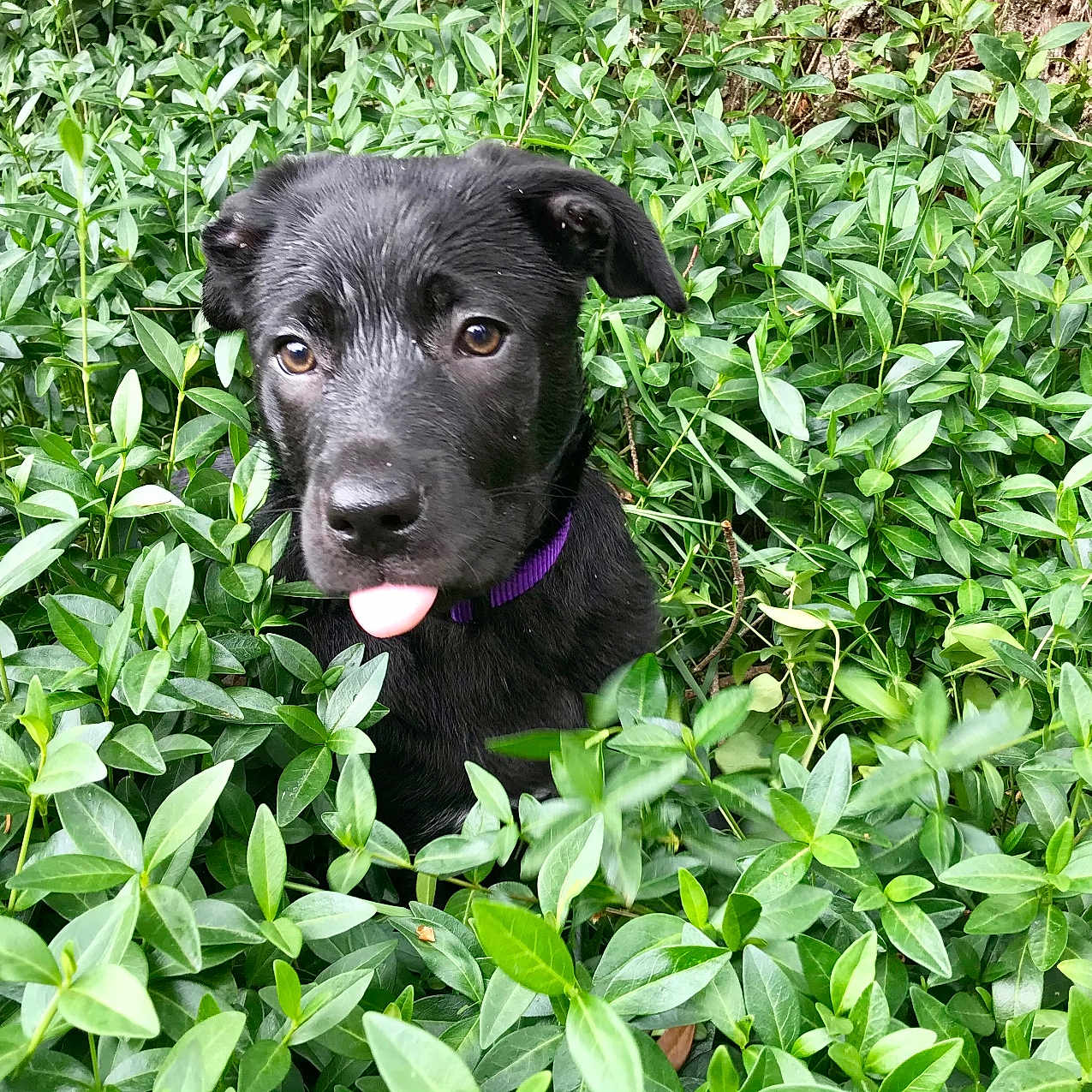 Bella joined the competition — help win amazing prizes! animal, black_dog, bushes, canine, close_up, collar, curious, dog, foliage, grass, greenery, nature, outdoor, pet, plants, playful, portrait, puppy, tongue_out, young_dog
