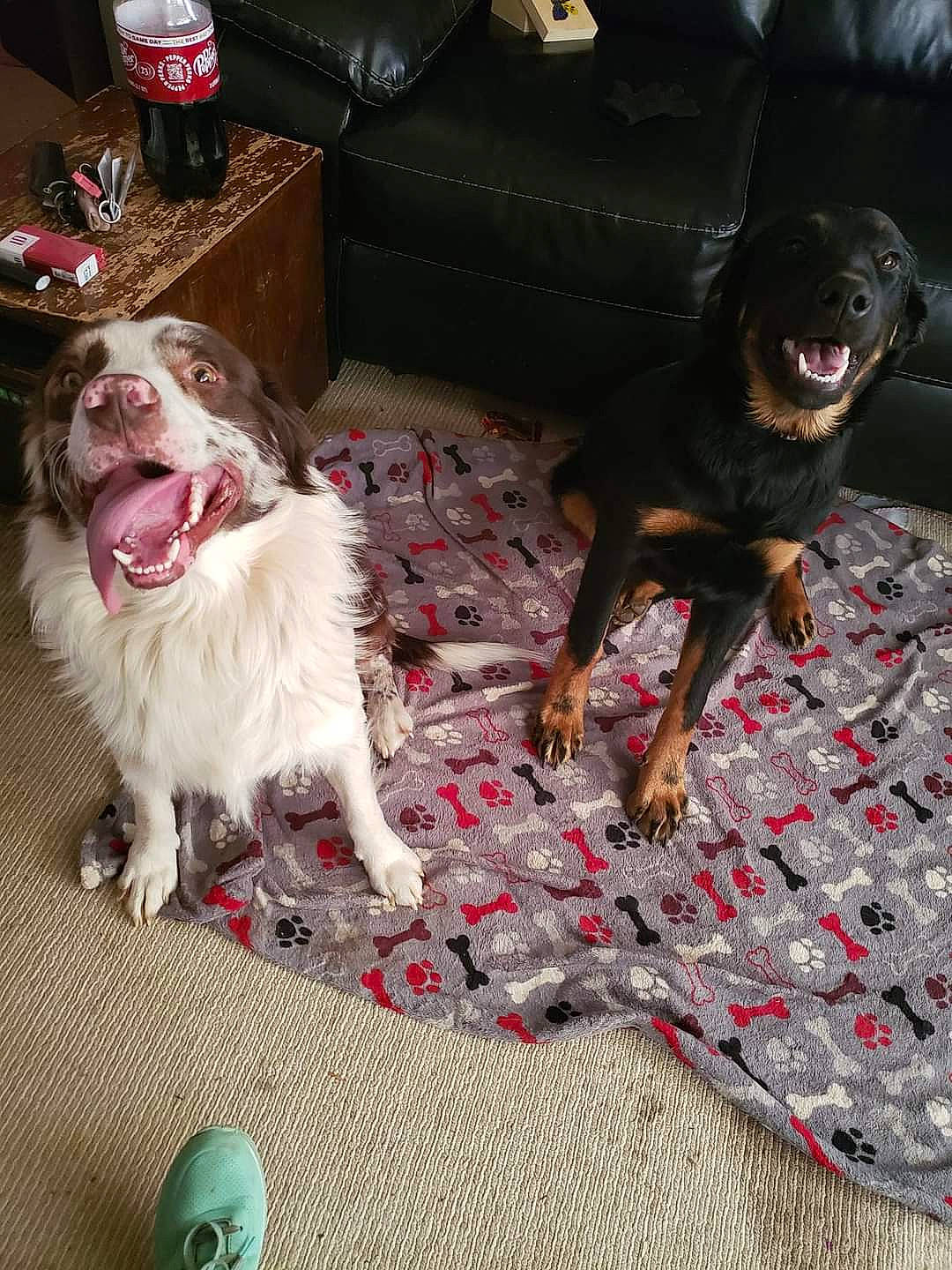 Cash is registered to the contest to win money with this photo: bottle, canidae, carnivore, companion_dog, dog, dog_breed, dog_supply, fang, flooring, foot, fur, liver, mechanical_fan, pattern, paw, sporting_group, working_animal, working_dog, yawn