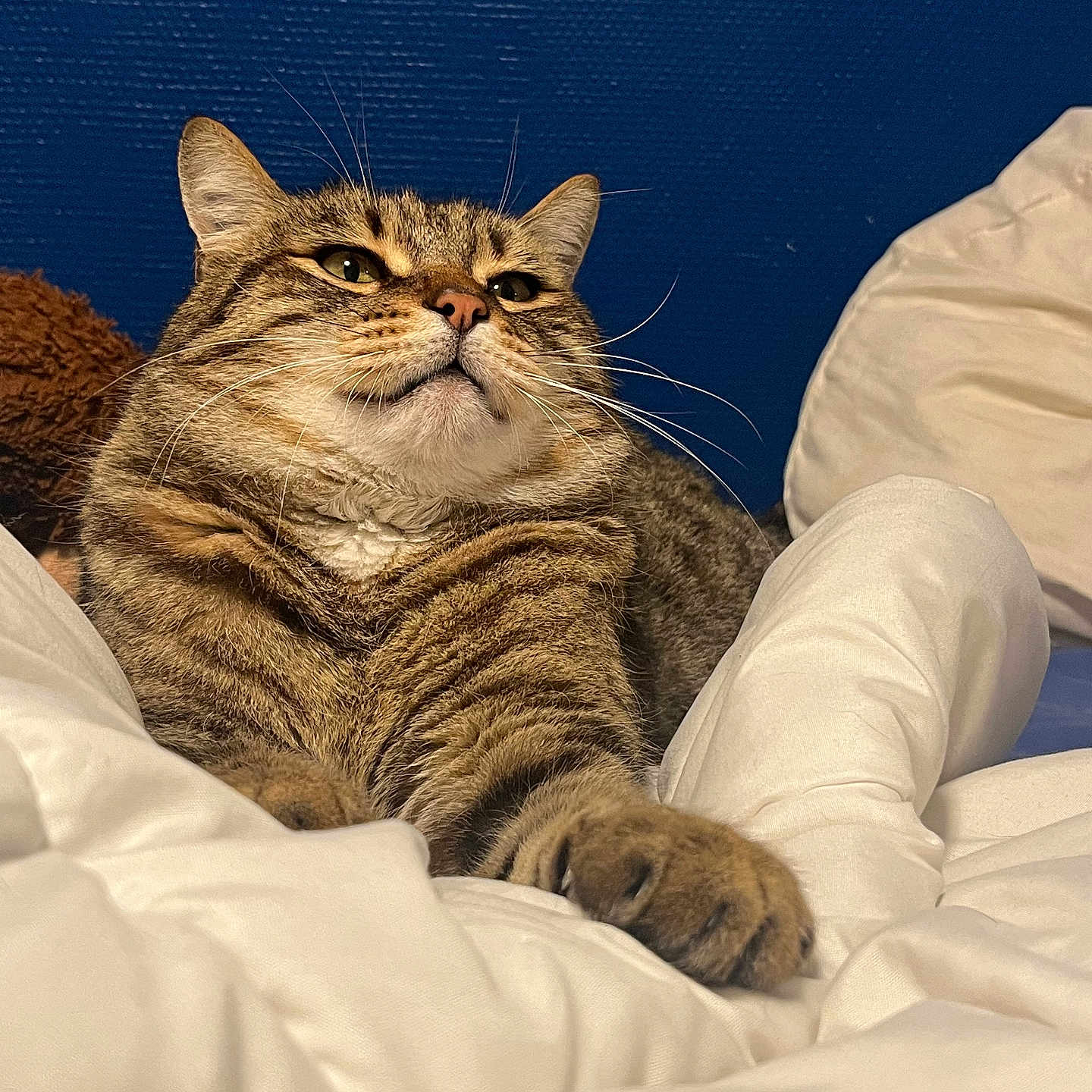 Moumoune participe au concours pour gagner de l'argent avec cette photo : abyssinian, animal, bed, bedroom, blanket, cat, couch, cushion, furniture, hardwood, homedecor, indoors, kitten, manx, person, pet, quilt, room, sleeping, wood