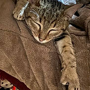 Mimi a rejoint le concours — aidez-le/la à gagner de superbes lots ! blanket, cat, close_up, cozy, drawing, fur, hello_kitty, indoor, kitten, nap, patterned_floor, paw, plush_toy, portrait, relaxation, sleeping, stretching, tabby_cat, towel, whiskers