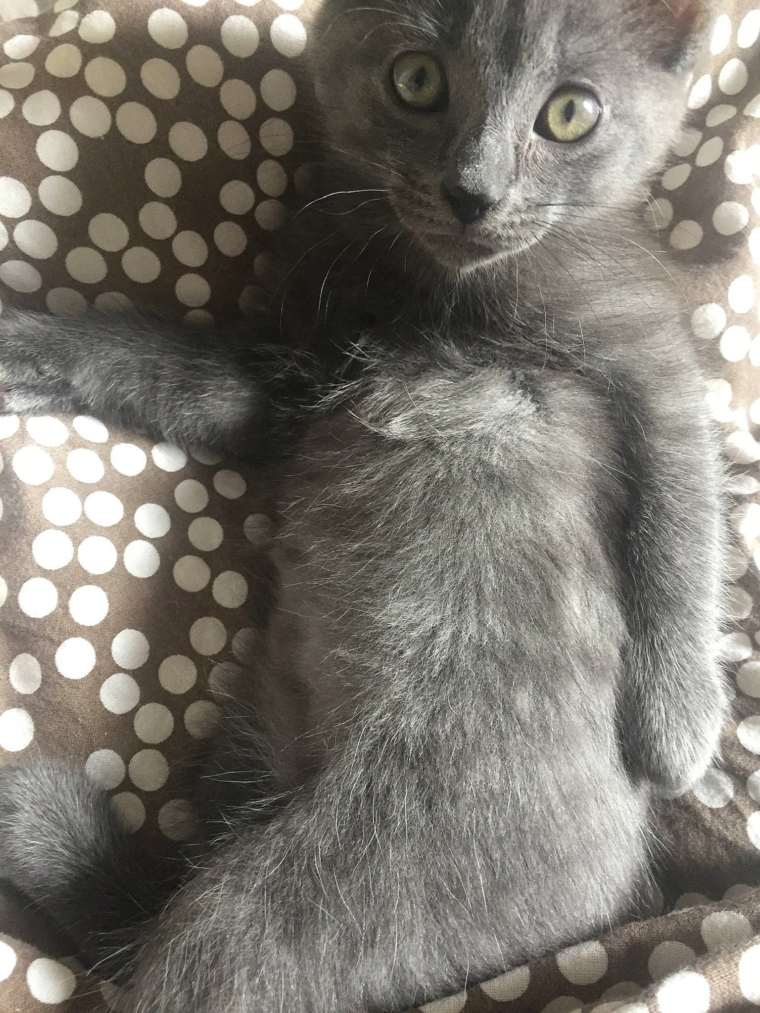 Nova a rejoint le concours — aidez-le/la à gagner de superbes lots ! asian, black_and_white, black_cat, carnivore, cat, domestic_short_haired_cat, egyptian_mau, european_shorthair, eye, felidae, fur, kitten, nebelung, russian_blue, small_to_medium_sized_cats, snout, tail, whiskers