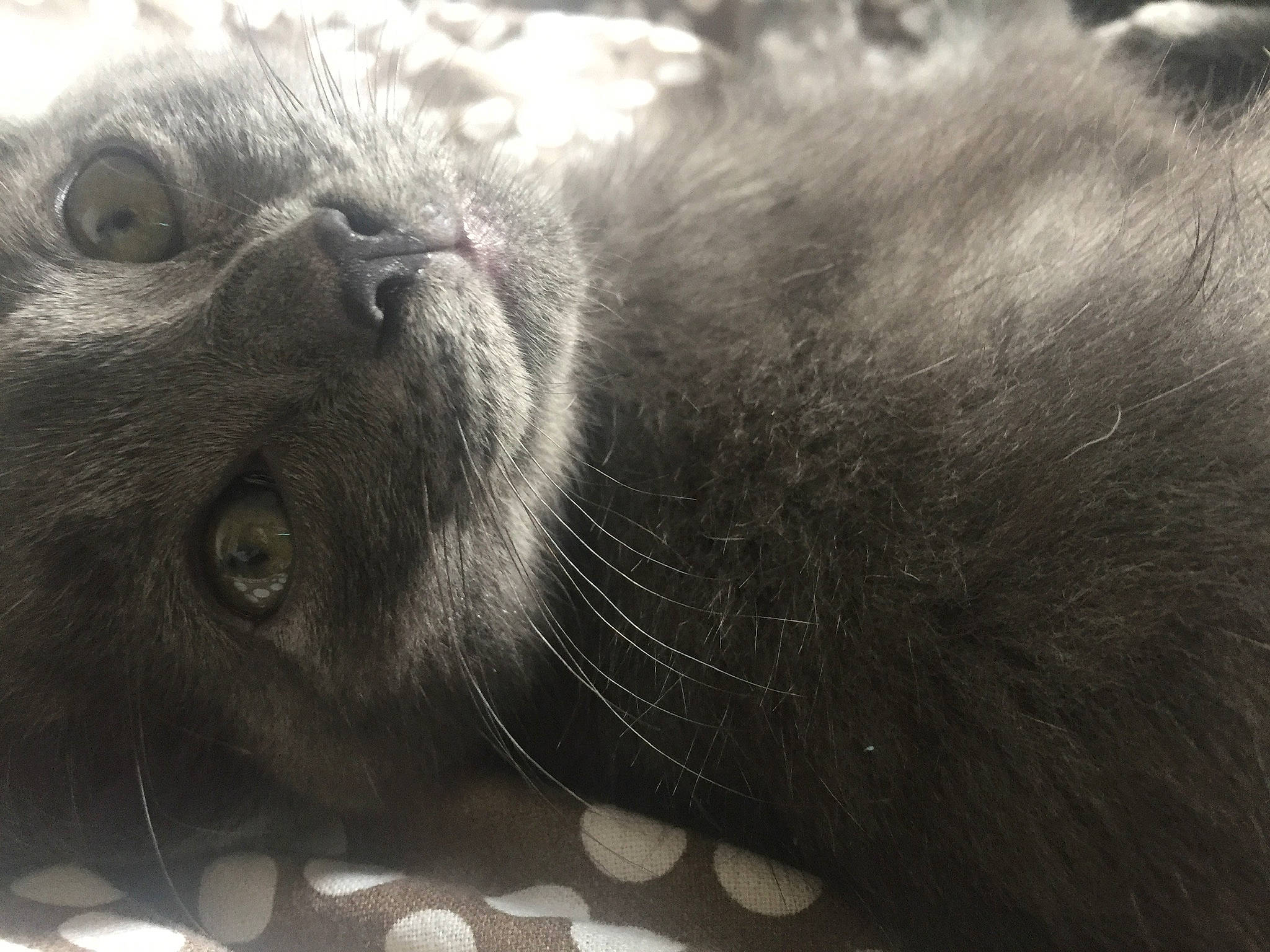 Nova a rejoint le concours — aidez-le/la à gagner de superbes lots ! black_cat, carnivore, cat, eye, felidae, fur, nose, small_to_medium_sized_cats, snout, whiskers