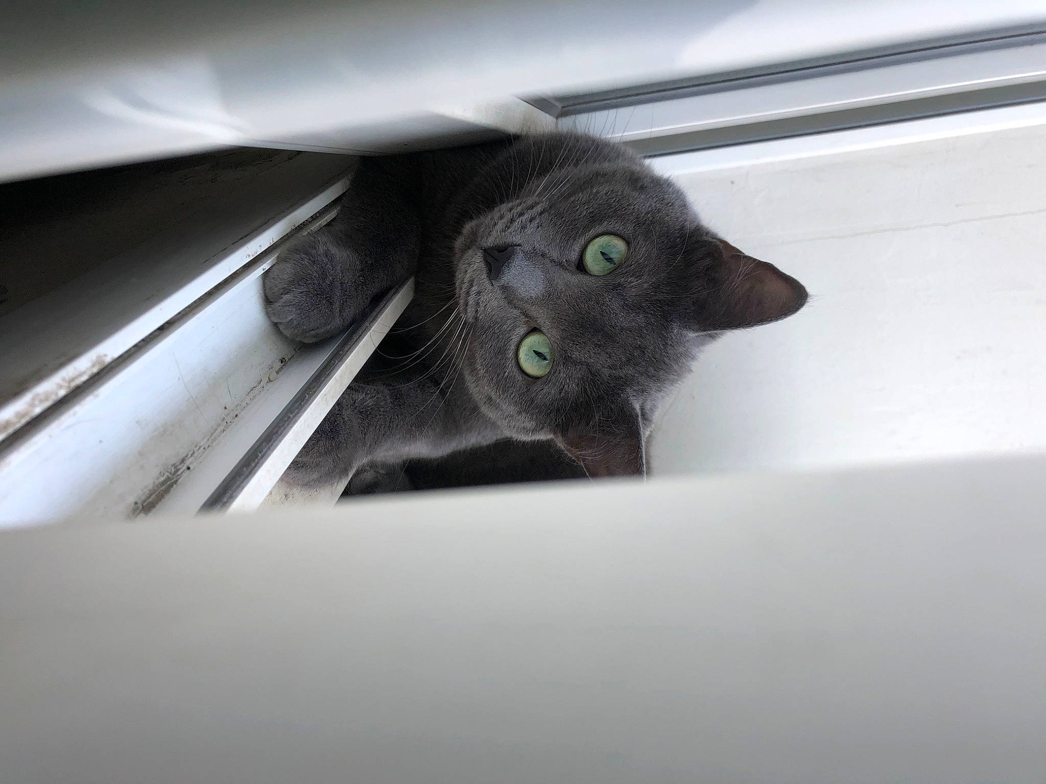 Nova participe au concours pour gagner de l'argent avec cette photo : black_cat, carnivore, cat, domestic_short_haired_cat, eye, felidae, korat, nebelung, russian_blue, small_to_medium_sized_cats, snout, whiskers