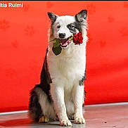 Aryll a rejoint le concours — aidez-le/la à gagner de superbes lots ! adorable, animal, black_and_white, canine, cute, dog, flower, friendly, fur, indoor, love, mammal, pet, playful, portrait, red_background, rose, sitting, studio, valentine
