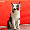 adorable, animal, black_and_white, canine, cute, dog, flower, friendly, fur, indoor, love, mammal, pet, playful, portrait, red_background, rose, sitting, studio, valentine
