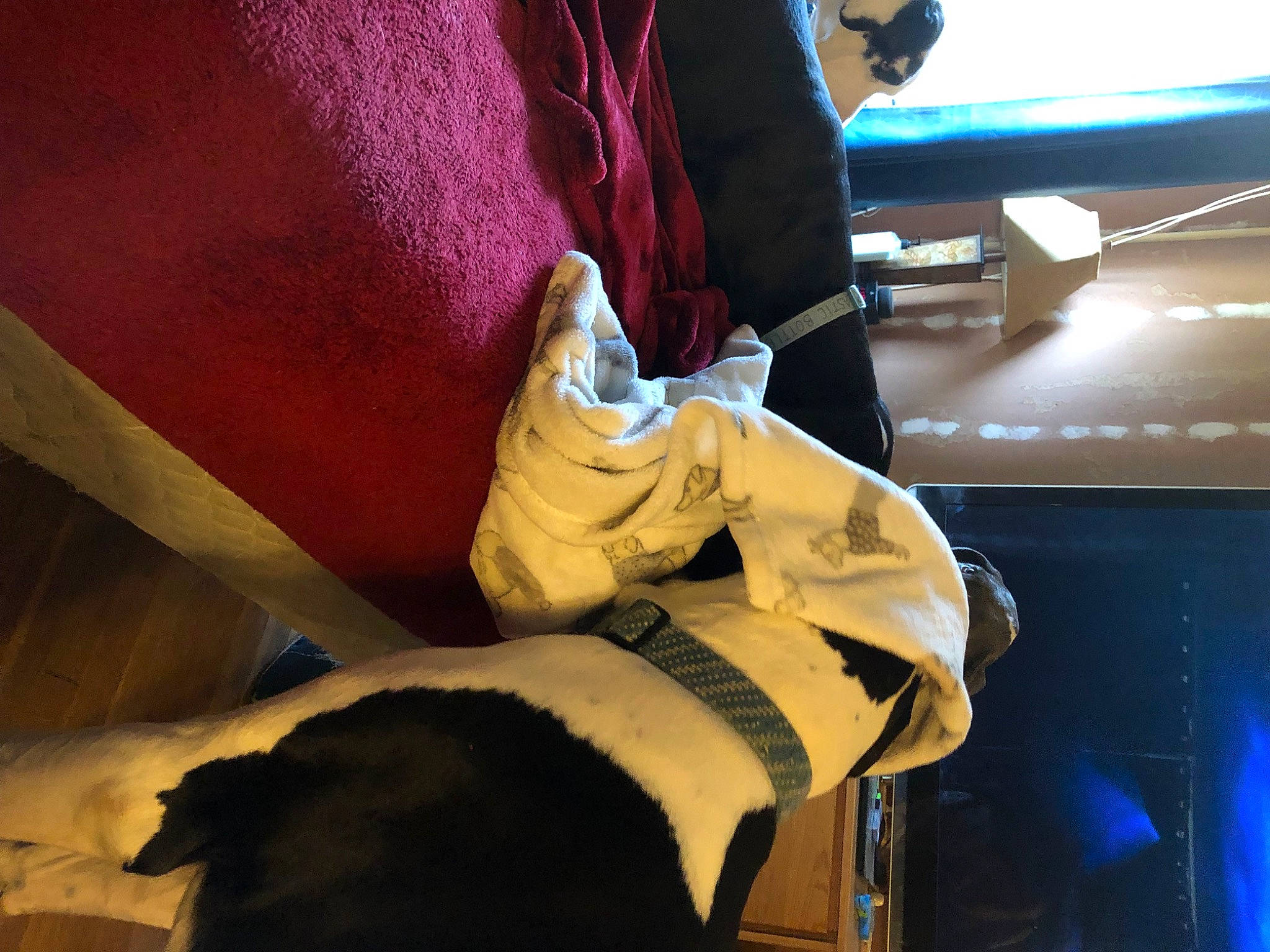 Running Bull is registered to the contest to win money with this photo: boot, carmine, comfort, denim, elbow, felidae, flooring, glove, human_leg, knee, leg, linens, machine, safety_glove, sitting, sleeve, sportswear, thigh, wood, wrist