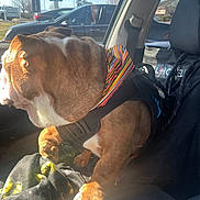 Gucci joined the competition — help win amazing prizes! animal, black_blanket, brown_and_white, bulldog, car_interior, dog, harness, outdoor, passenger_seat, paw, pet, seat_belt, sitting, sleepy, storefront, street, sunlight, travel, vehicle, window