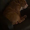 brown_and_white, bulldog, canine, couch, cozy, curled_up, dim_lighting, dog, furniture, indoor, living_room, lying_down, pet, portrait, relaxed, resting, shorthaired, side_view, sleeping, wrinkles