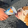 animal, asphalt, bulldog, closeup, dog, drinking, footwear, hand, head, muzzle, outdoor, paper_cup, paw, person, pet, shoe, superman_logo, tongue, water, wrinkles
