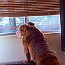 Gucci is registered to the contest to win money with this photo: animal, back_view, blinds, brown_dog, bulldog, couch, cozy, curtain, daylight, dog, furniture, home, indoors, looking_outside, pet, portrait, standing, sunlight, window, wrinkled