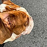animal, asphalt, brown, bulldog, canine, close_up, companion, dog, domestic, ears, fur, head, outdoor, pet, side_view, street, texture, walking, white, wrinkles
