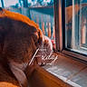 animal, brown, calm, closeup, daylight, dog, fur, home, indoors, looking_out, peaceful, pet, portrait, reflection, relaxation, resting, screen, sunlight, window, windowsill