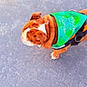 Gucci is registered to the contest to win money with this photo: animal, brown_white, bulldog, canine, companion, cute, dog, funny, green_vest, harness, leash, outdoor, pavement, pet, portrait, shorthaired, street, top_view, walking, wrinkles