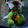 animal, bulldog, carpet, closeup, colorful, cute, dog, face, green, indoor, mouth, pet, pet_toy, playful, plush_toy, snapshot, text_overlay, timestamp, toy, young_dog