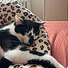 Appy a rejoint le concours — aidez-le/la à gagner de superbes lots ! cat, sleeping, black_and_white, leopard_print, pillow, bed, blanket, indoor, cozy, resting, feline, paw, window, radiator, soft_light, relaxation, fur, animal, domestic, cute