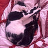 Appy participe au concours pour gagner de l'argent avec cette photo : cat, black_and_white, sleeping, cozy, blanket, bed, fur, pet, animal, resting, indoor, cute, relaxed, whiskers, paw, soft, texture, comfort, domestic, nap