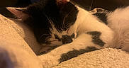 Appy a rejoint le concours — aidez-le/la à gagner de superbes lots ! cat, kitten, sleeping, black_and_white, pet, cozy, blanket, cushion, indoor, fur, resting, cute, animal, whiskers, soft, close_up, relaxation, nap, warm_light, home