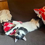 Appy a rejoint le concours — aidez-le/la à gagner de superbes lots ! cat, black_and_white, couch, pillow, blanket, relaxed, stretching, indoor, furniture, pet, sleeping, cozy, wood_paneling, home, animal, cute, resting, domestic, fur, whiskers