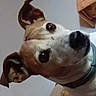 Buzz participe au concours pour gagner de l'argent avec cette photo : animal, brown, canine, closeup, collar, companion, curious, cute, dog, domestic, ears, face, fur, head_tilt, household, indoor, looking, pet, portrait, white