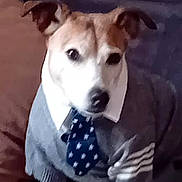 Buzz participe au concours pour gagner de l'argent avec cette photo : dog, pet, sweater, tie, indoor, couch, animal, cute, portrait, brown_and_white, ears, face, fur, sitting, looking, clothing, home, domestic_animal, furniture, cozy