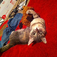 Yzma is registered to the contest to win money with this photo: