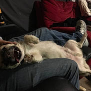 George is registered to the contest to win money with this photo: carnivoran, dog, dog_breed, dog_breed_group, dog_crossbreeds, dog_like_mammal, fur, mammal, puppy, snout, sporting_group