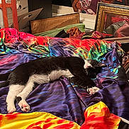 Luna Mae joined the competition — help win amazing prizes! cat, tuxedo_cat, sleeping, bed, colorful_fabric, satin, paw, whiskers, indoor, cozy, blanket, framed_photo, people, portrait, furniture, box, pattern, relaxing, naptime, domestic