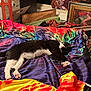 cat, tuxedo_cat, sleeping, bed, colorful_fabric, satin, paw, whiskers, indoor, cozy, blanket, framed_photo, people, portrait, furniture, box, pattern, relaxing, naptime, domestic