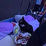 cat, tuxedo_cat, blanket, pillow, bed, indoor, low_light, cozy, sleeping, resting, curtain, night_time, purple, black_and_white, fabric, patterned_blanket, pillows, soft_lighting, side_view, domestic